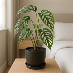 مونسترا اسکلتی